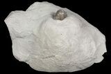 Wide, Enrolled Acernaspis Trilobite - Quebec #164442-5